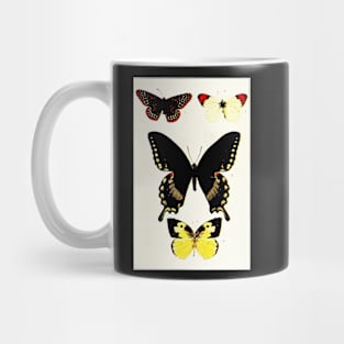 Naturalist illustration of butterflies, 1901 Mug